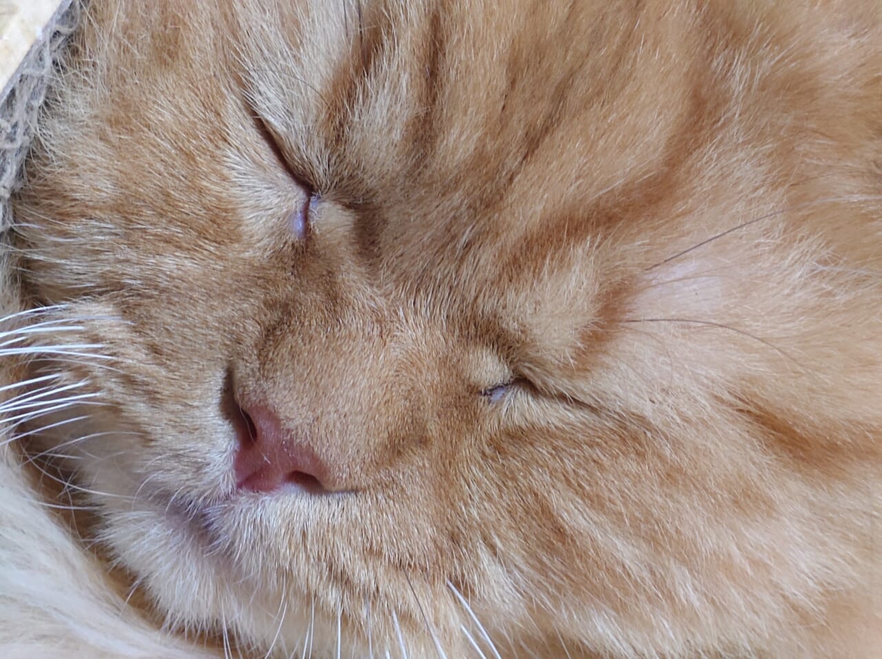 Xperia 1 VIIのマクロ画像