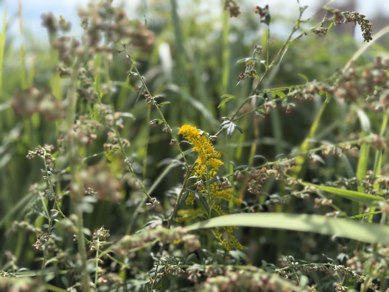 iPhone17 Proで撮影した写真