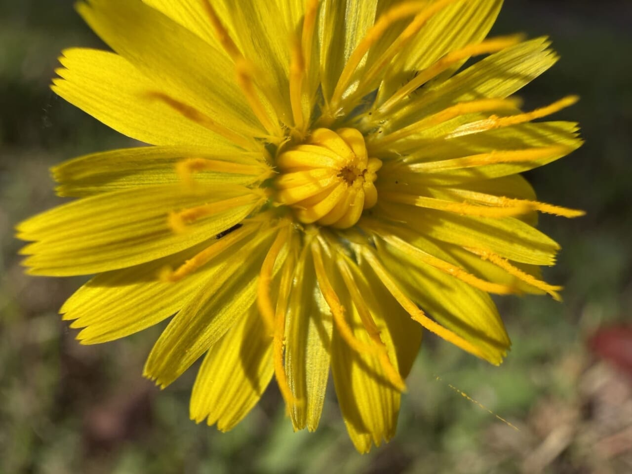 iPhone17 Proで撮影した写真