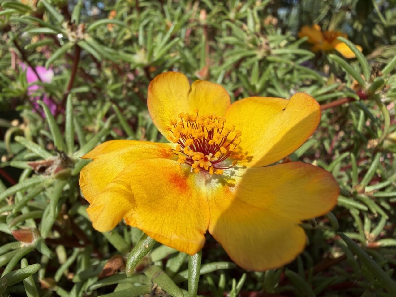 iPhone17 Proで撮影した写真