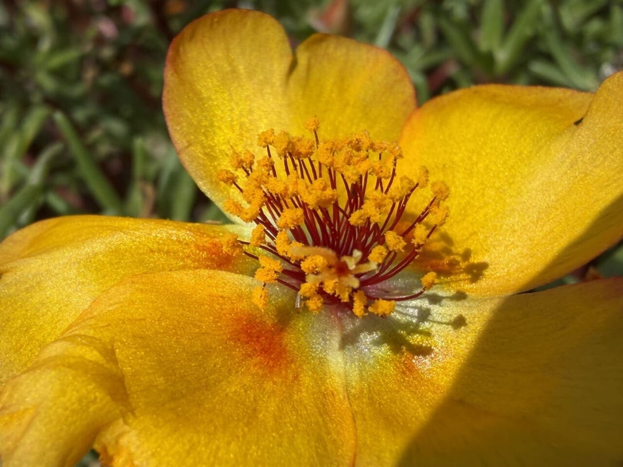 iPhone17 Proで撮影した写真