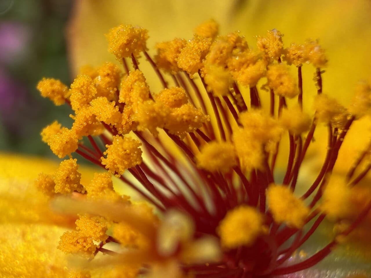 iPhone17 Proで撮影した写真