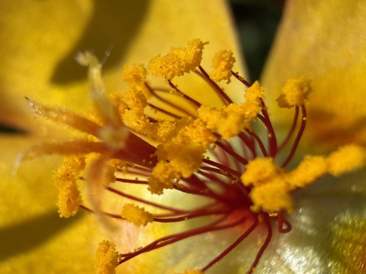 iPhone17 Proで撮影した写真