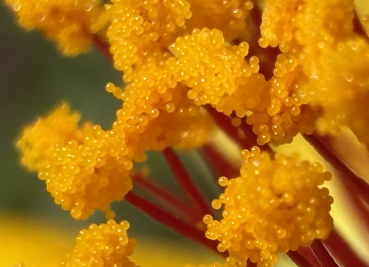 iPhone17 Proで撮影した写真