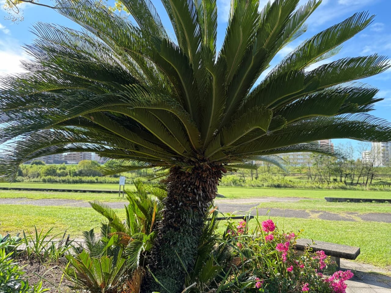 iPhone Airで撮影した写真