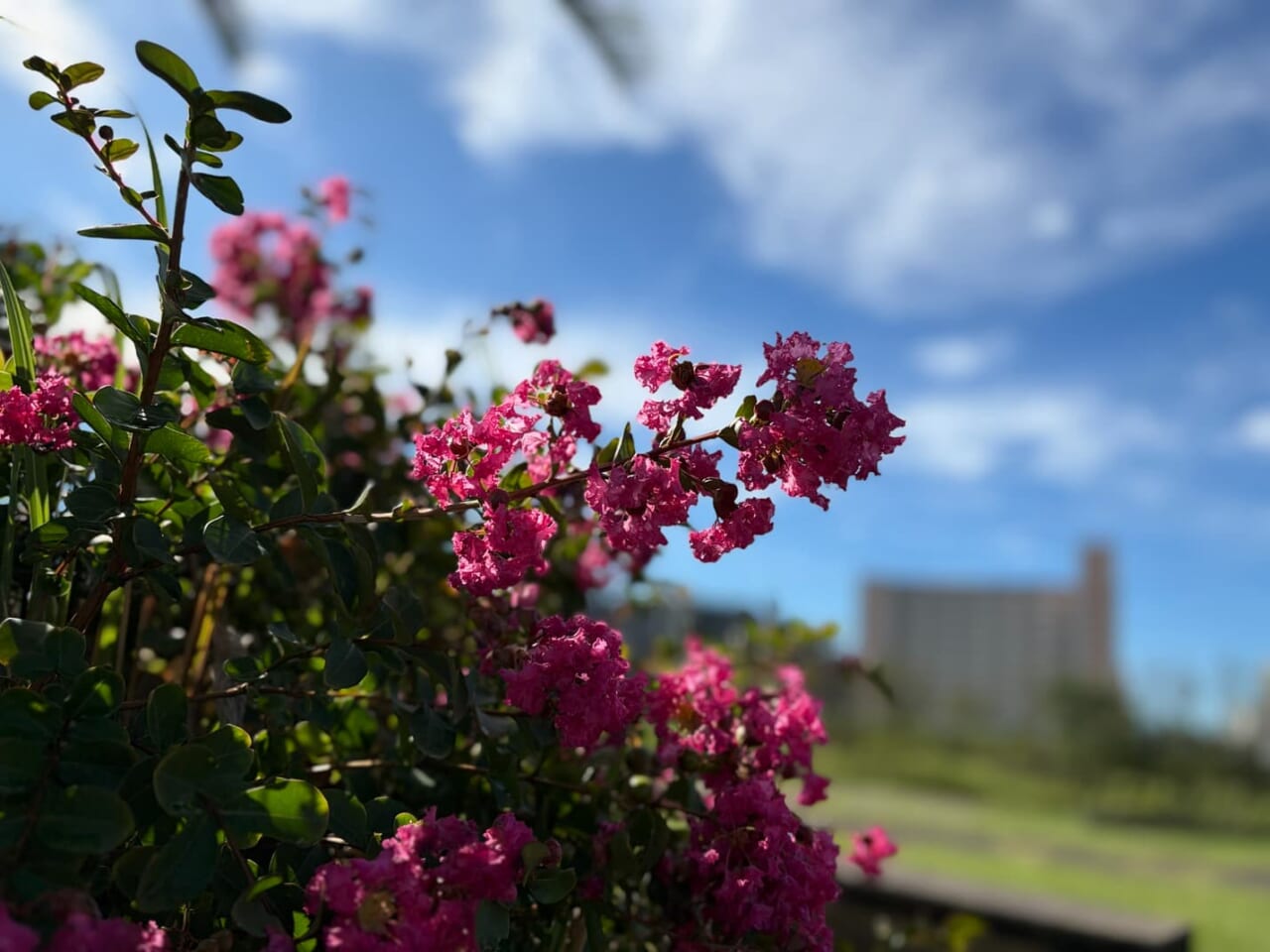 iPhone Airで撮影した写真