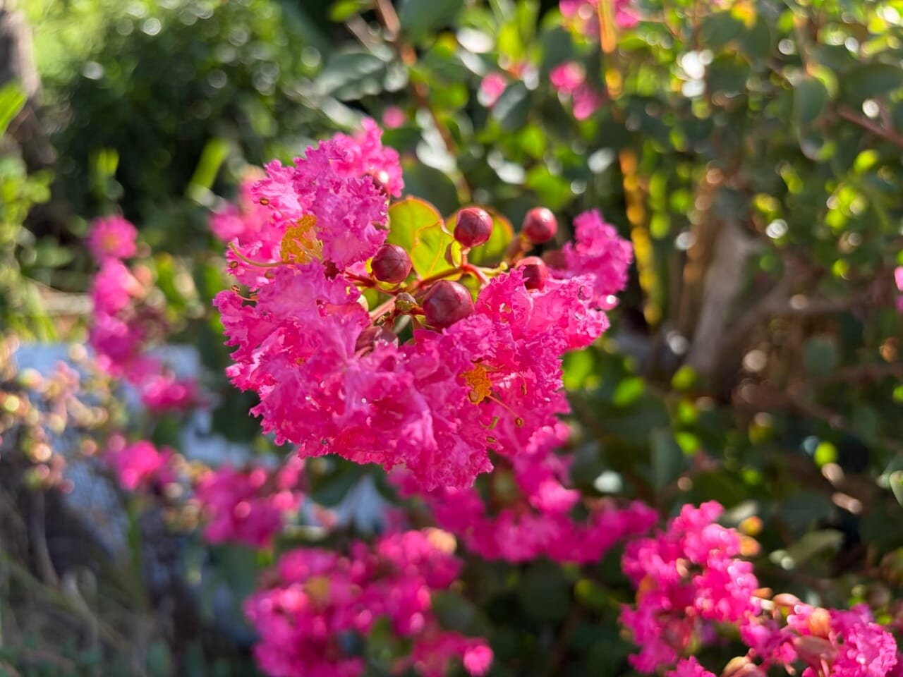 iPhone Airで撮影した写真