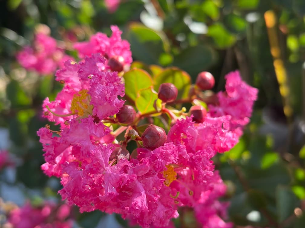 iPhone Airで撮影した写真