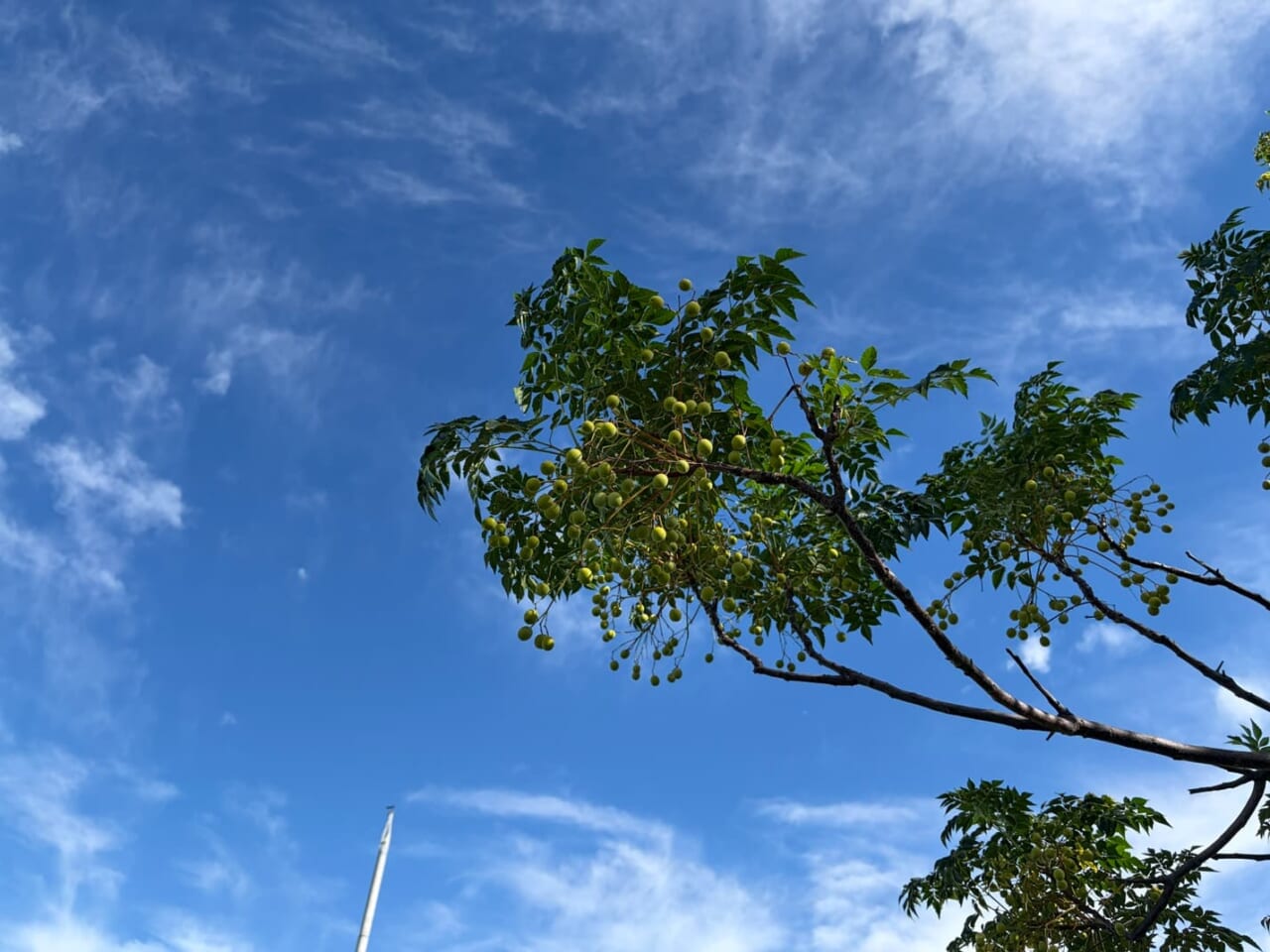 iPhone Airで撮影した写真