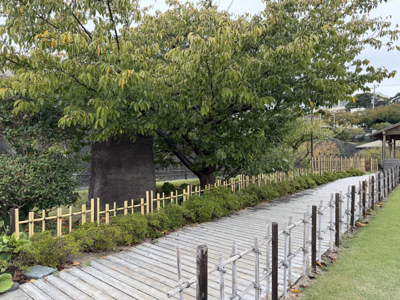 iPhone17 Pro Maxの屋外写真（昼）