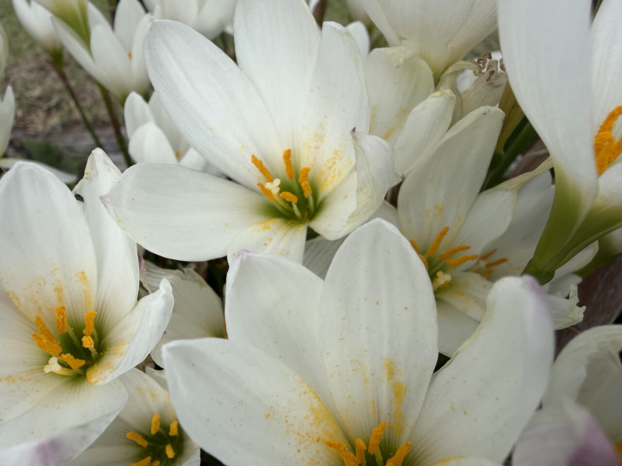 iPhone17 Pro Maxのマクロ写真