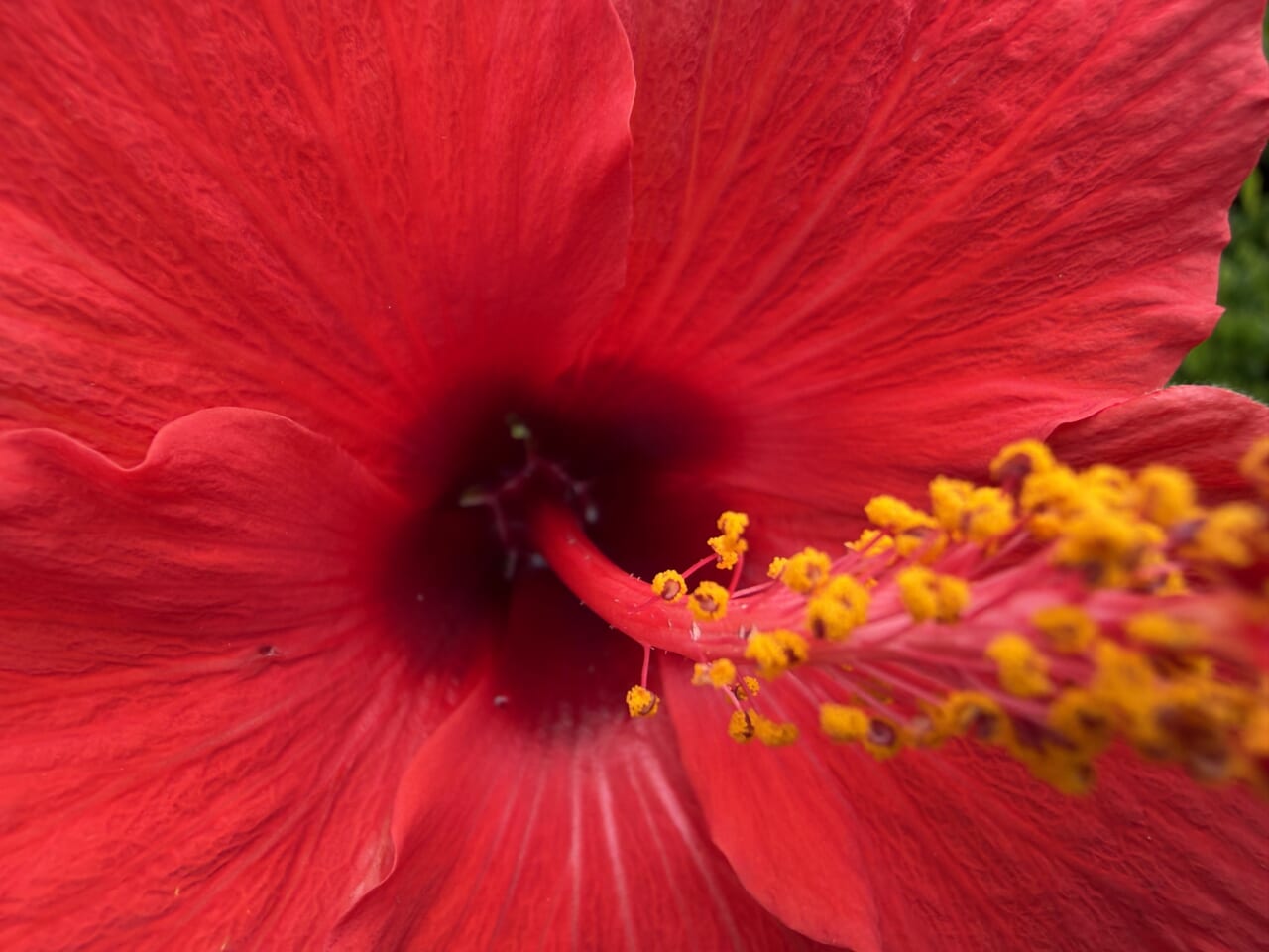 iPhone17 Pro Maxのマクロ写真