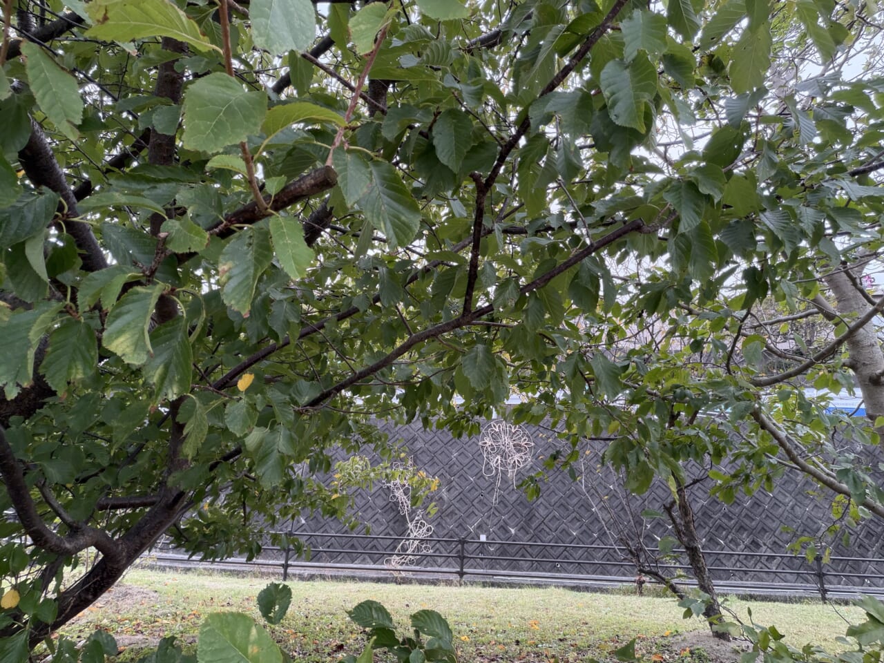 iPhone17 Pro Maxのフロントカメラ写真