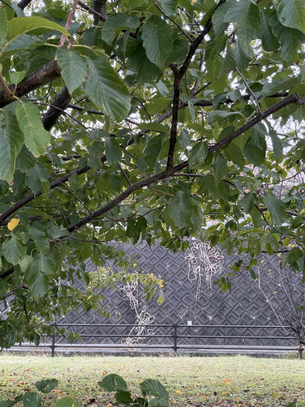 iPhone17 Pro Maxのフロントカメラ写真