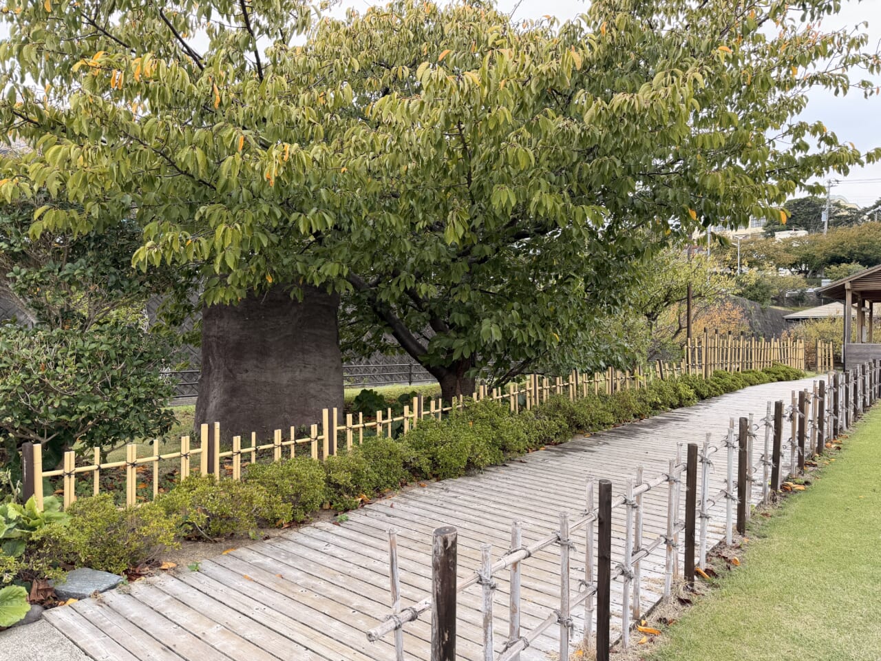 iPhone17 Pro Maxの屋外写真（昼）