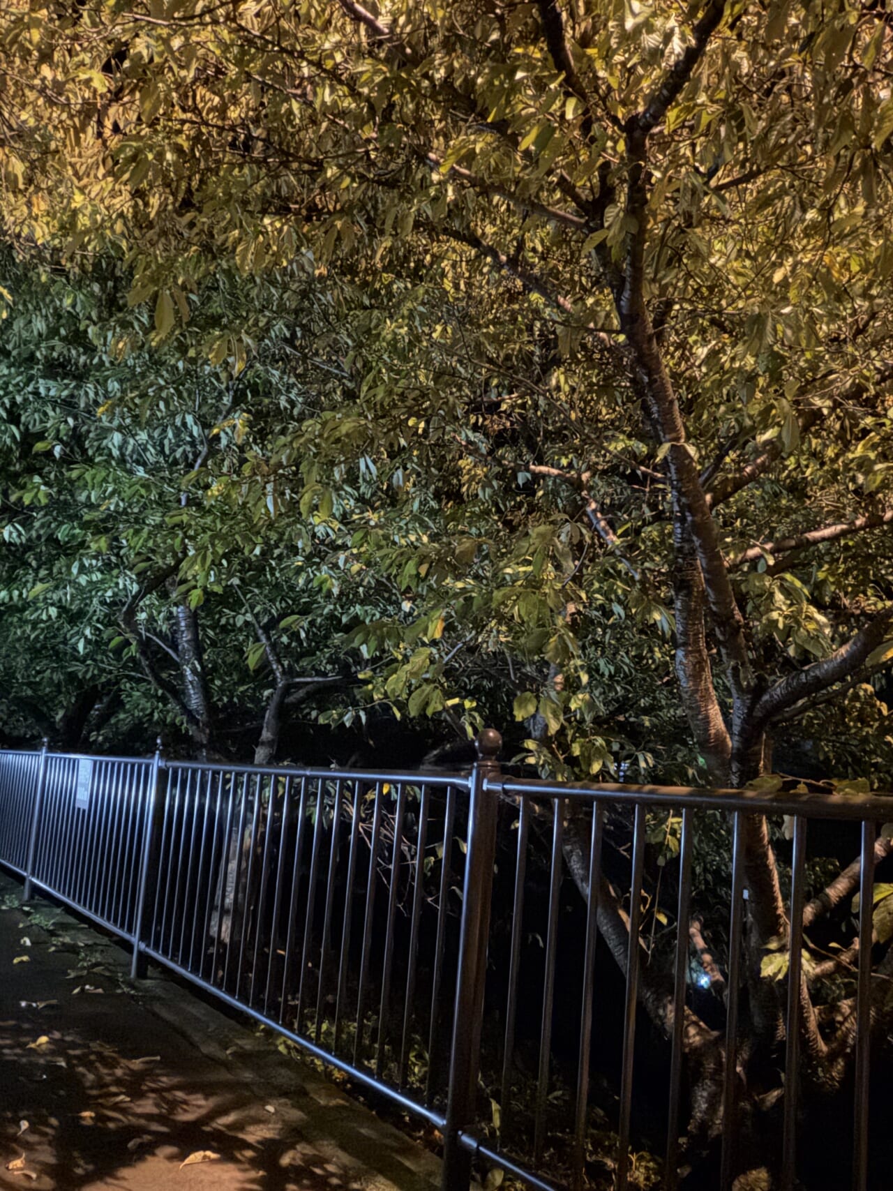 iPhone17 Pro Maxのフロントカメラ写真