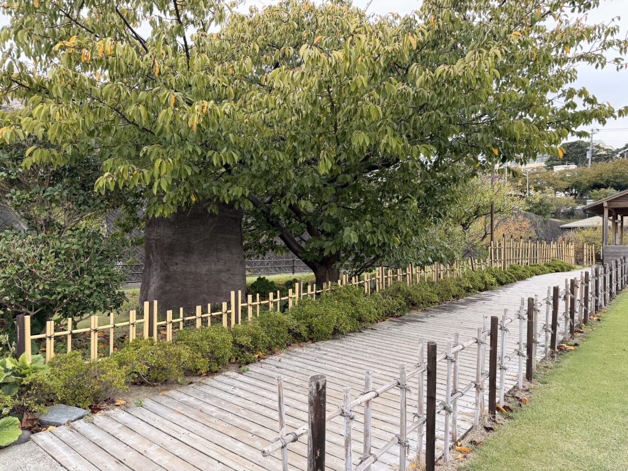 iPhone17 Pro Maxの屋外写真（昼）