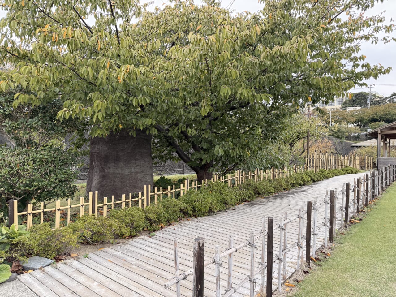 iPhone17 Pro Maxの屋外写真（昼）