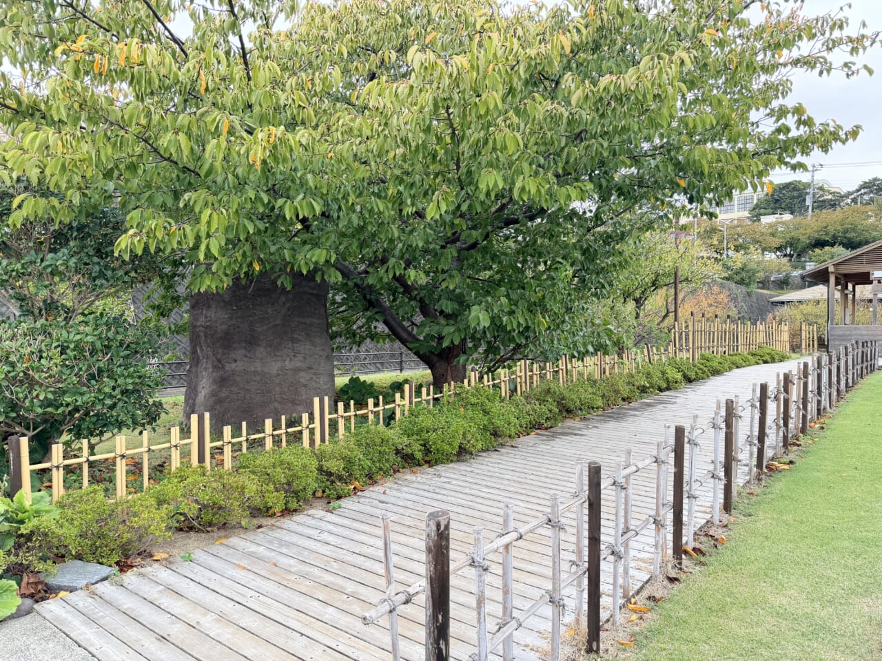 iPhone17 Pro Maxの屋外写真（昼）