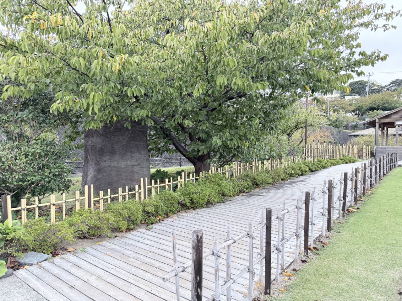 iPhone17 Pro Maxの屋外写真（昼）