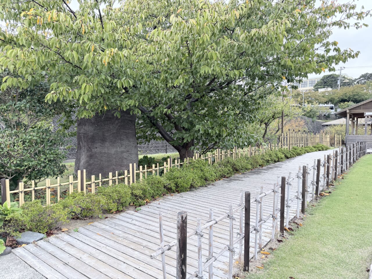 iPhone17 Pro Maxの屋外写真（昼）