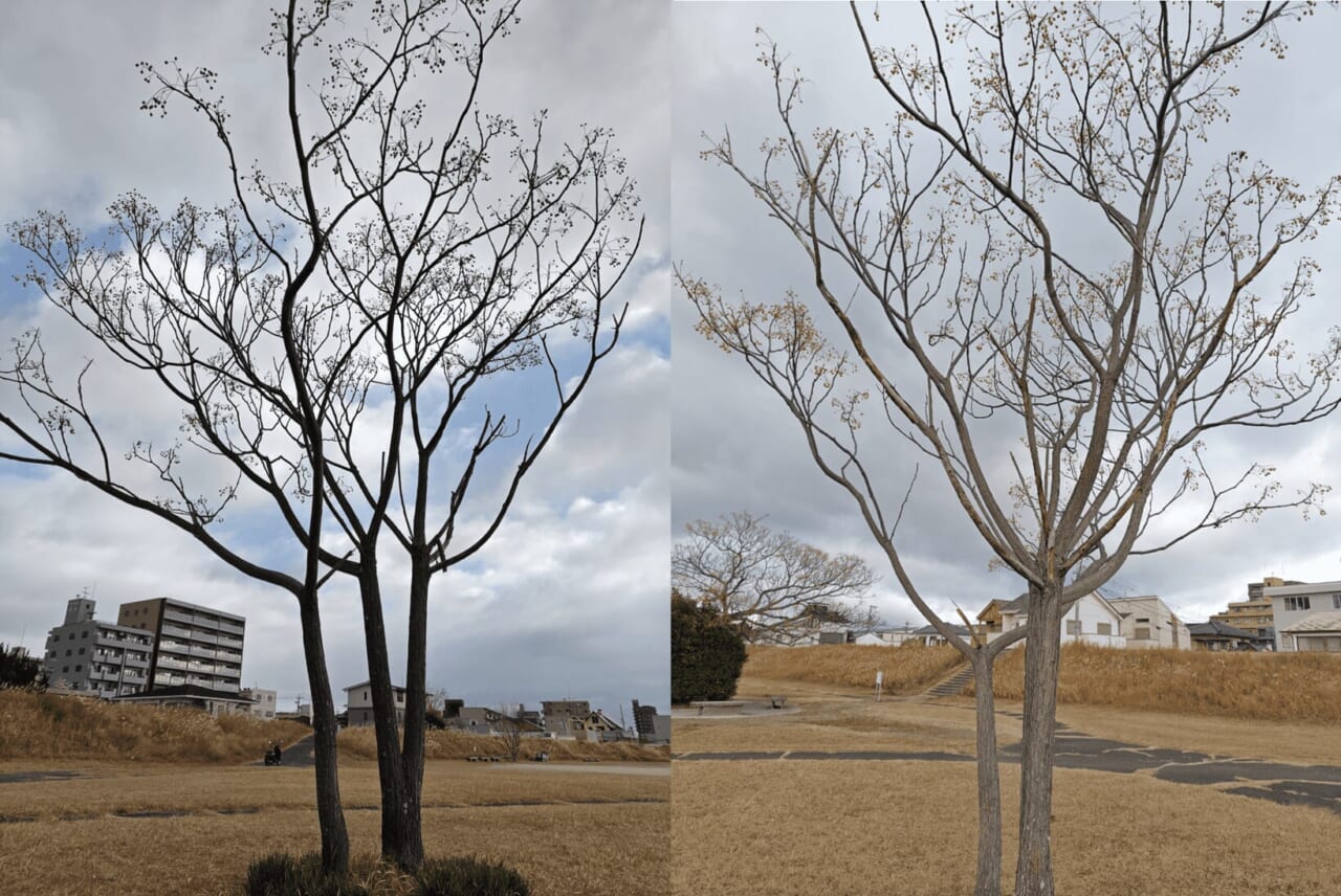 AQUOS R10で撮影した写真