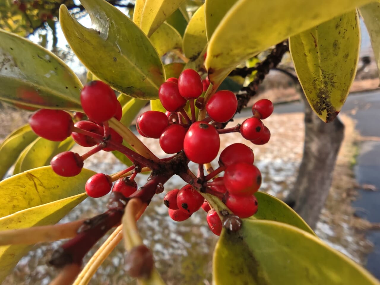 AQUOS R10で撮影した写真