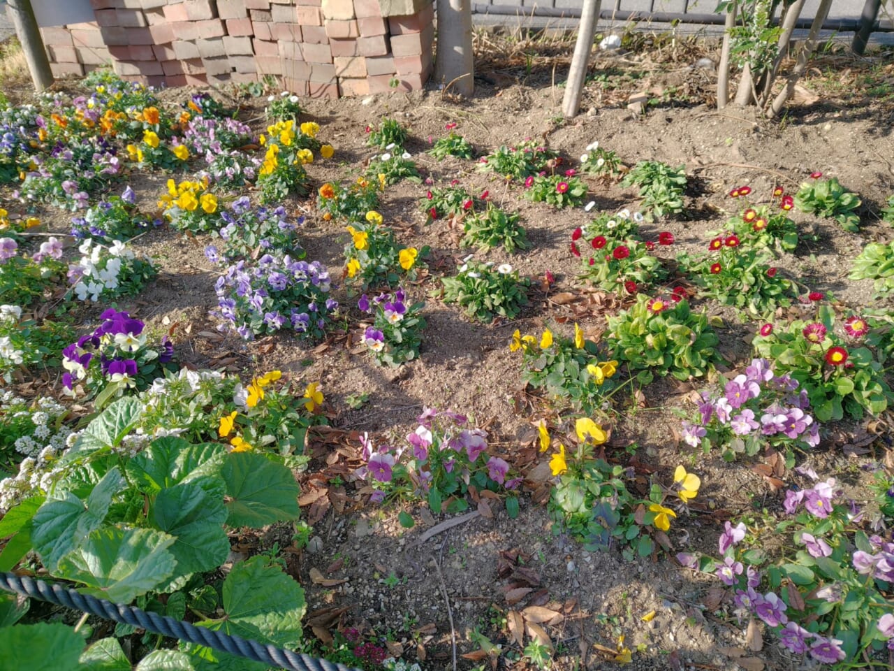 AQUOS sense10で撮影した写真