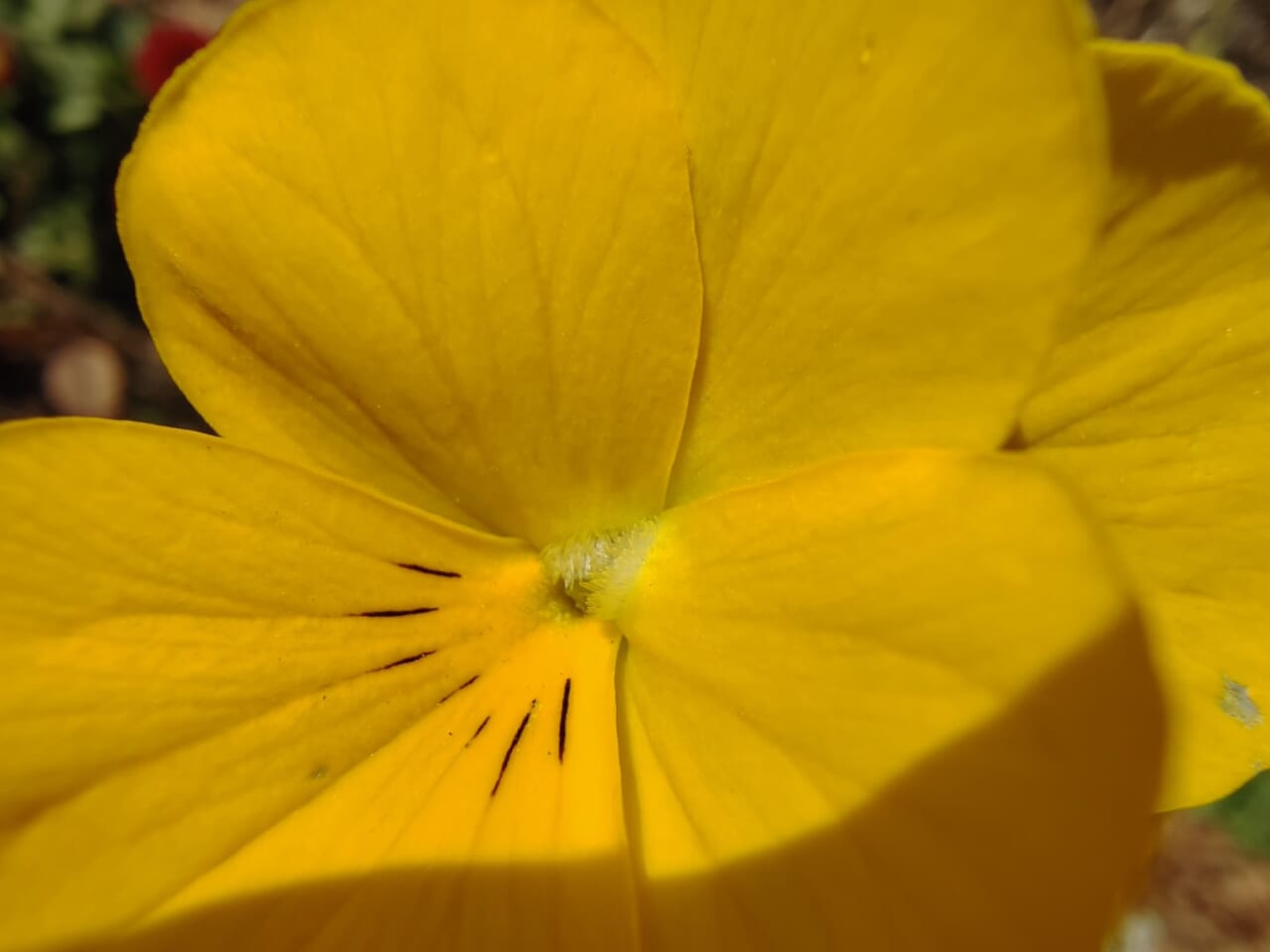 AQUOS sense10で撮影した写真