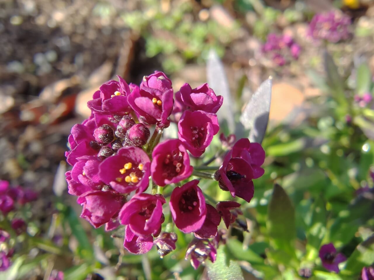 AQUOS sense10で撮影した写真