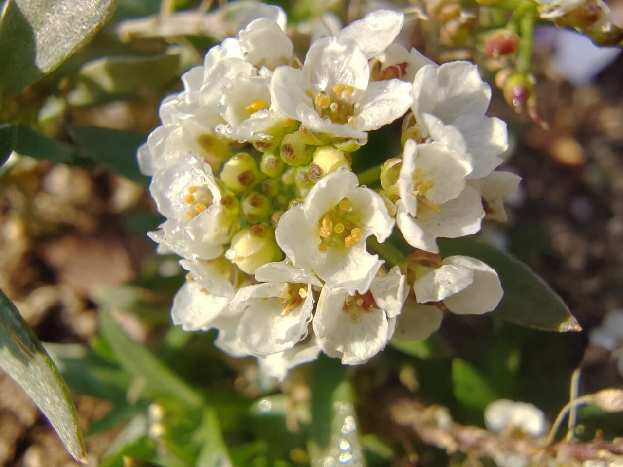 AQUOS sense10で撮影した写真