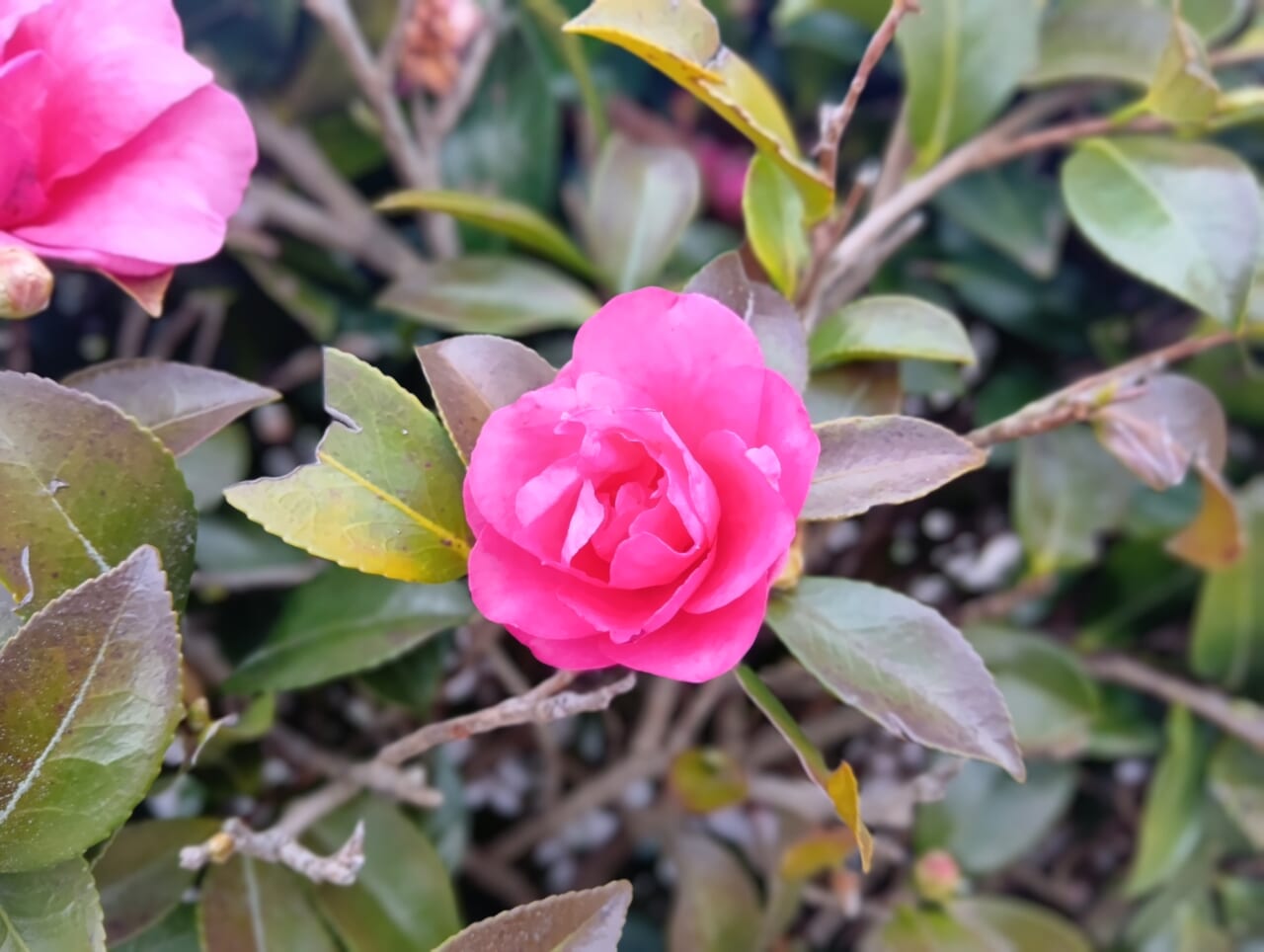 AQUOS wish5で撮影