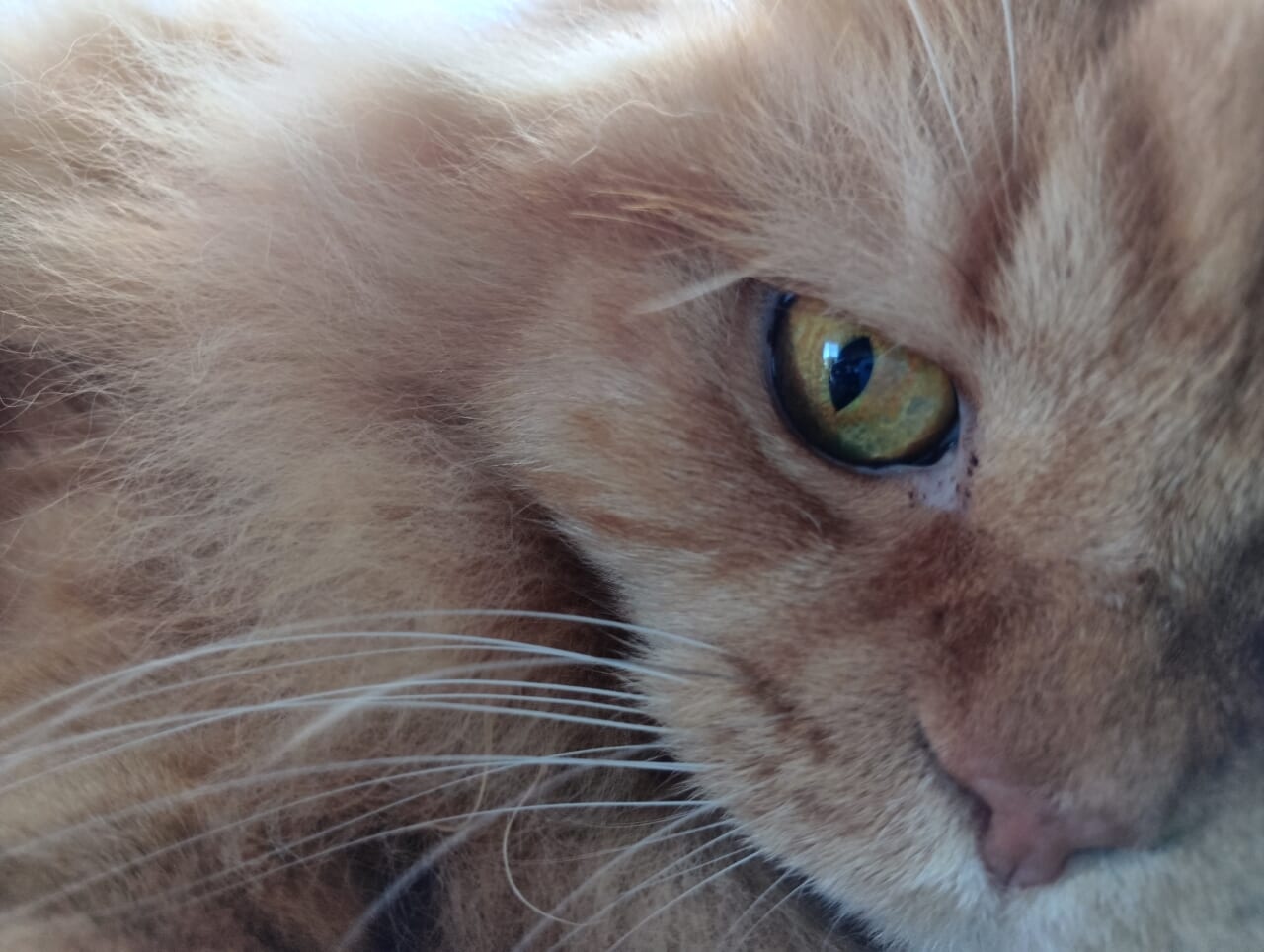 AQUOS wish5で撮影