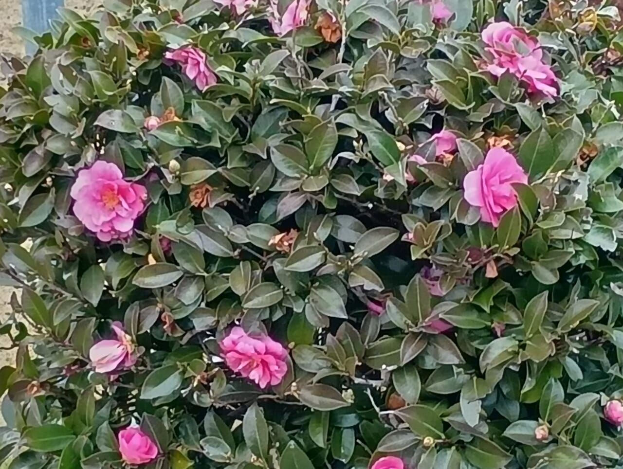 AQUOS wish5で撮影