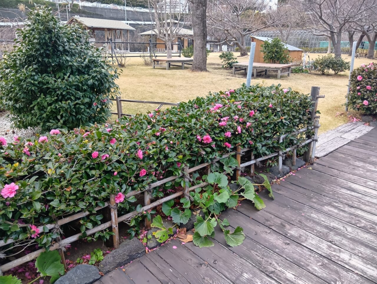 AQUOS wish5で撮影