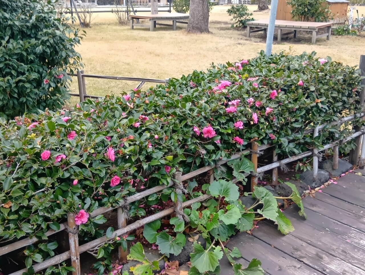 AQUOS wish5で撮影