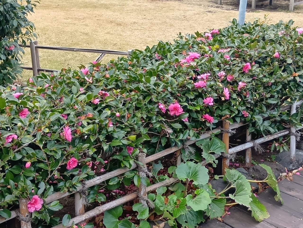 AQUOS wish5で撮影