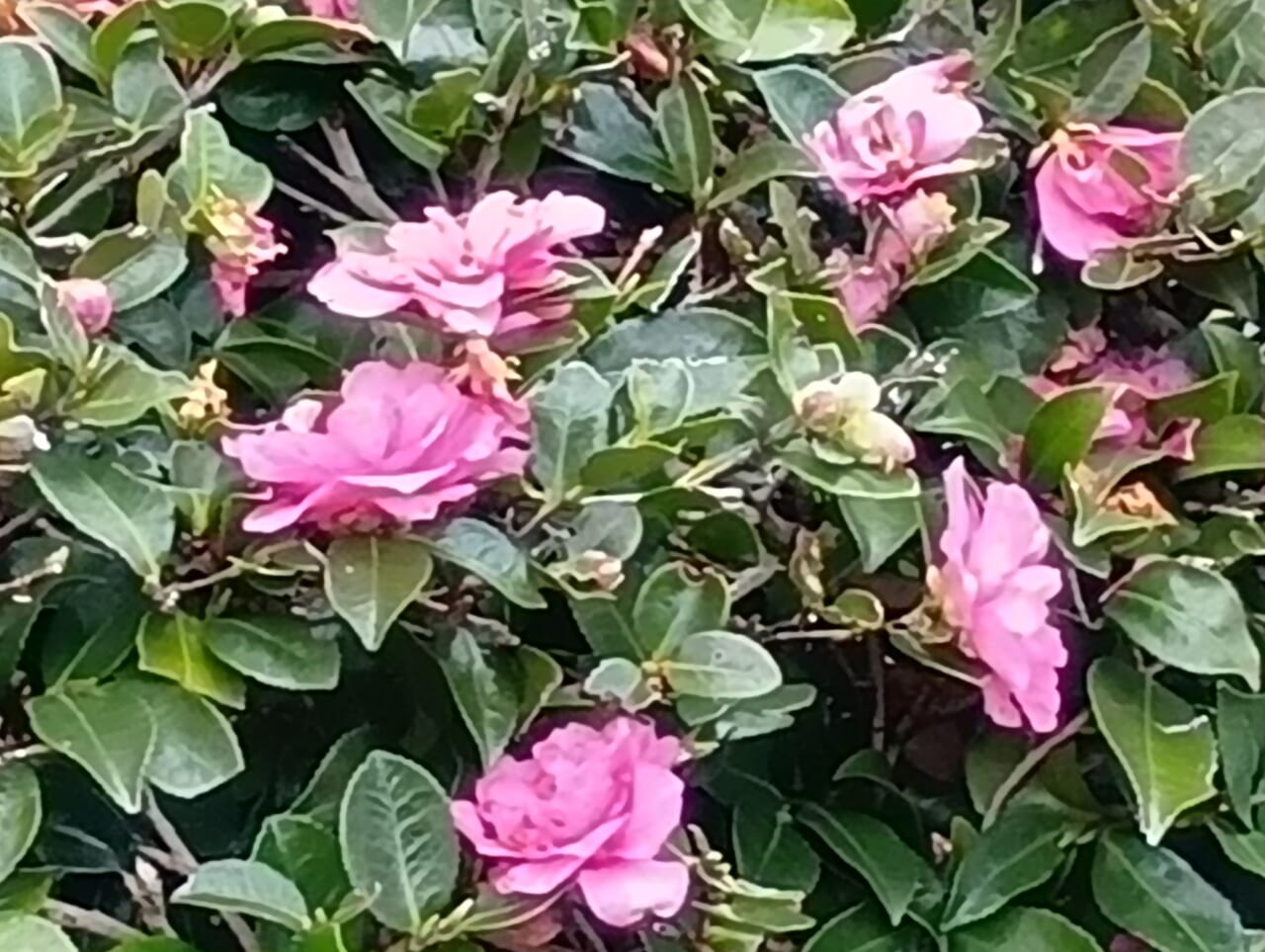 AQUOS wish5で撮影