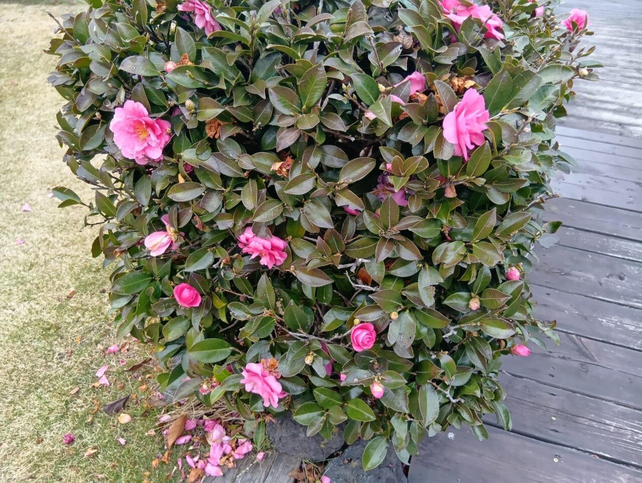 AQUOS wish5で撮影