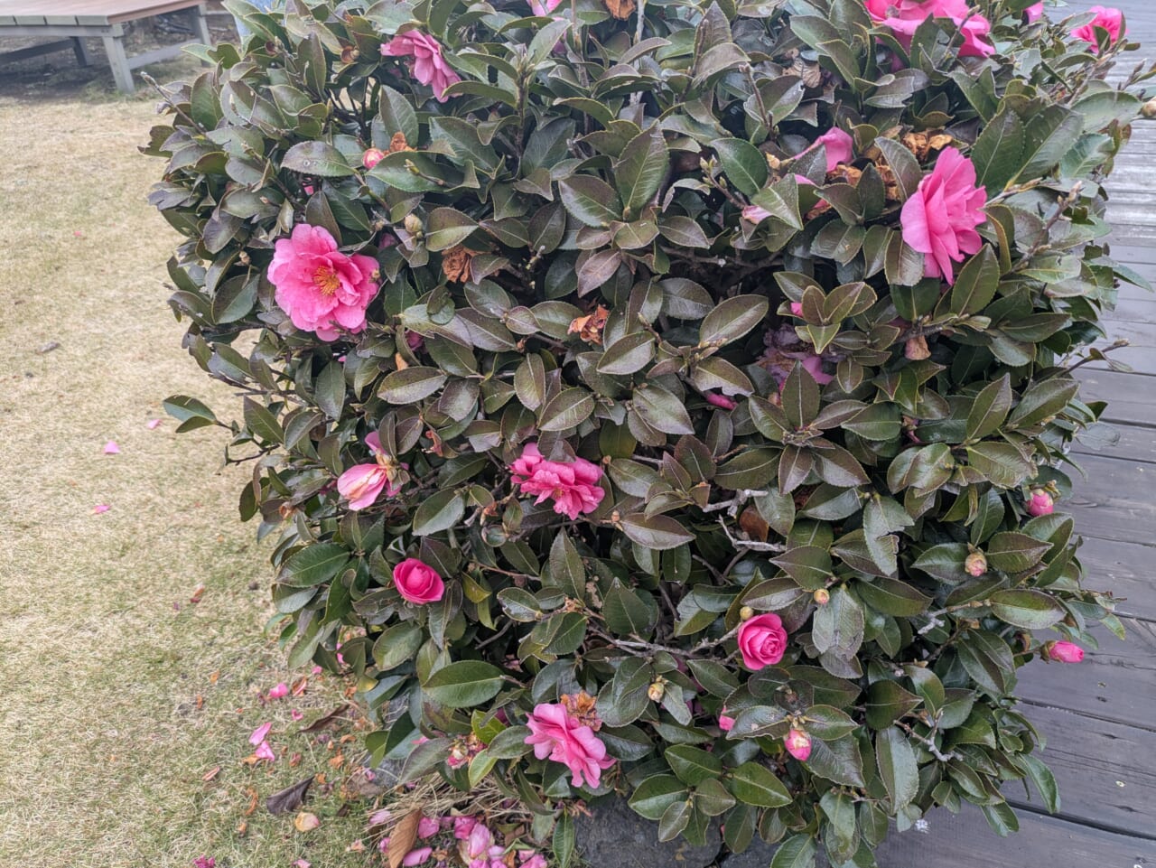 Google Pixel 8aで撮影