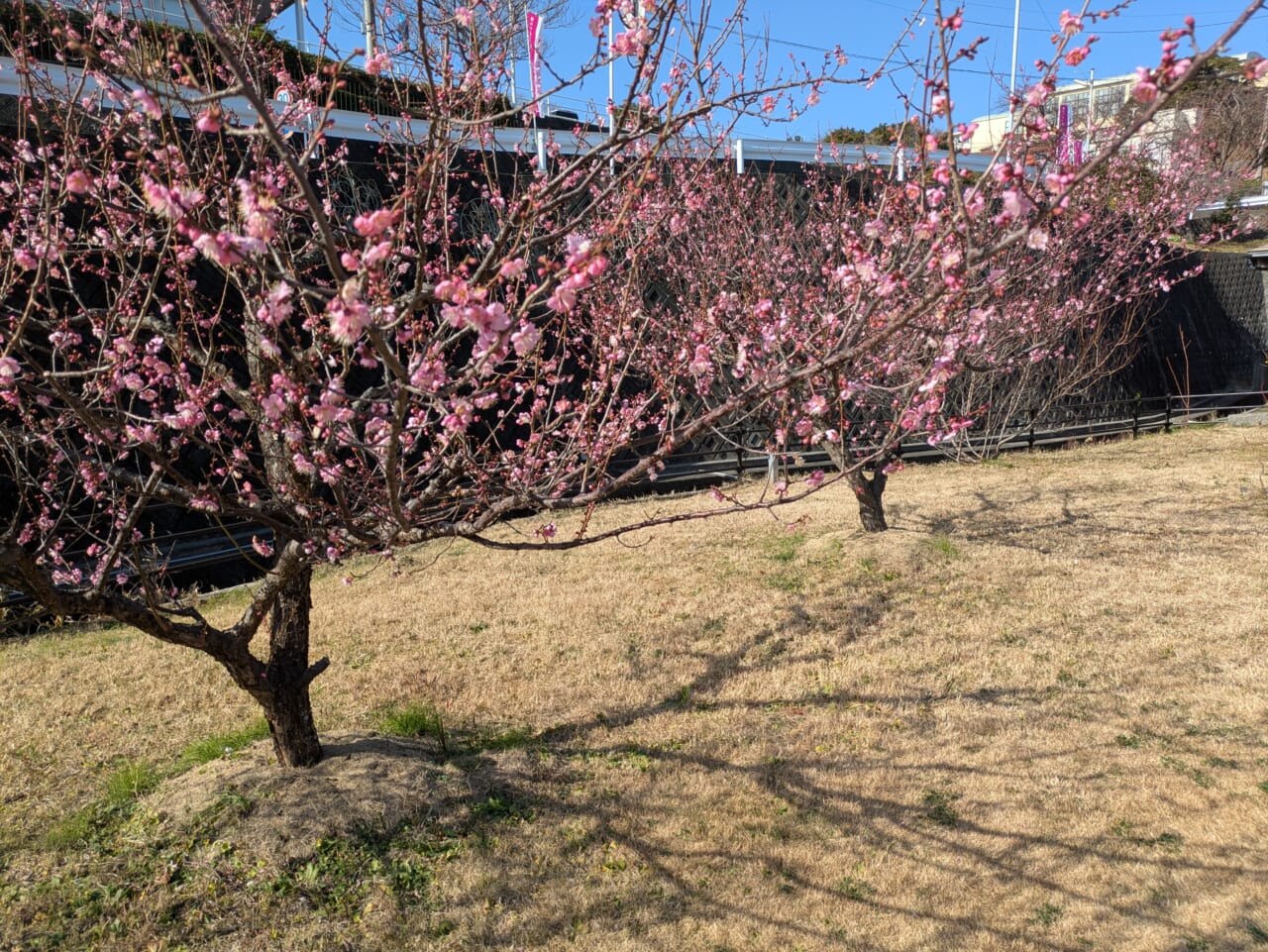 Google Pixel 8aで撮影