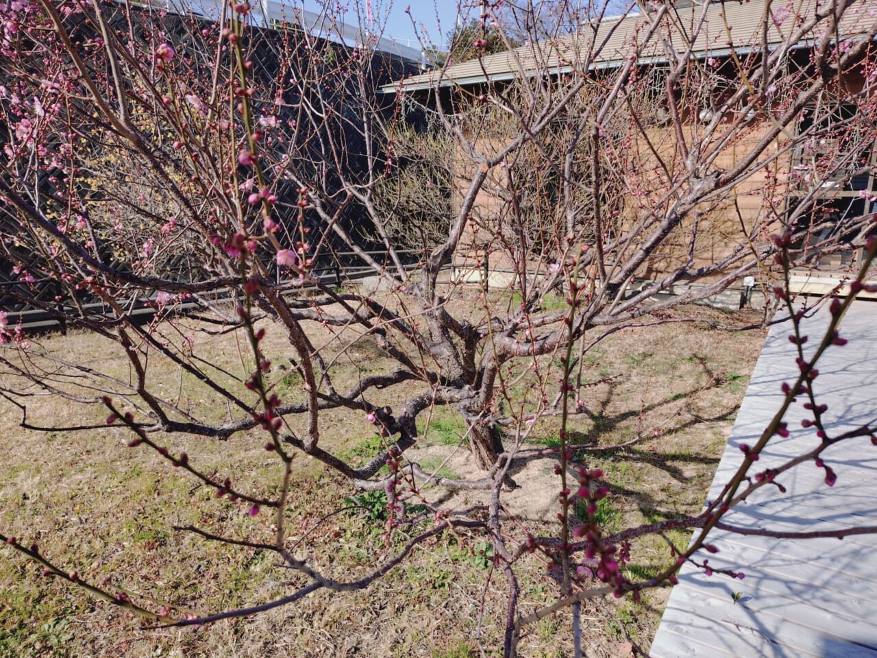 Xperia 10 VIIで撮影