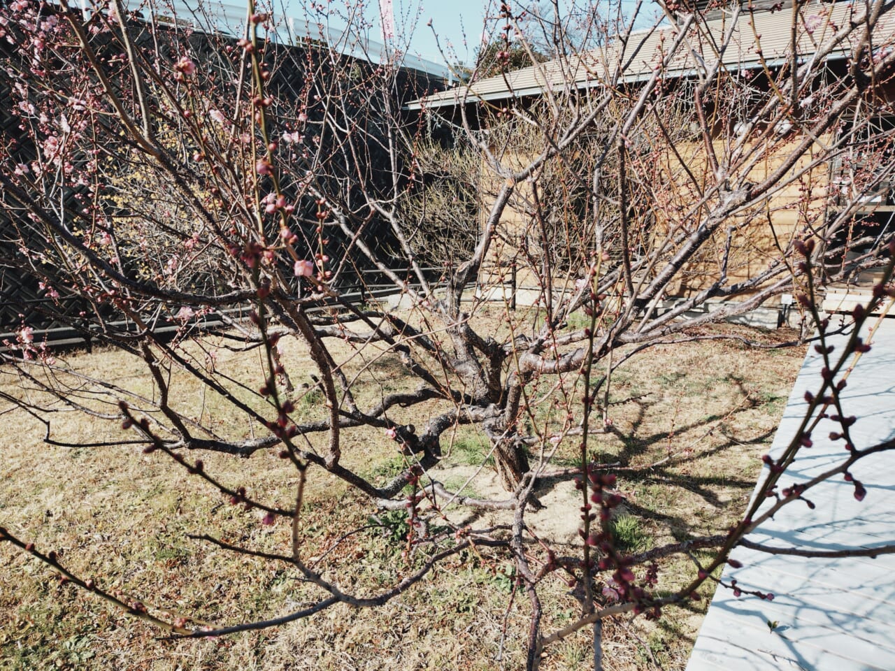 Xperia 10 VIIで撮影