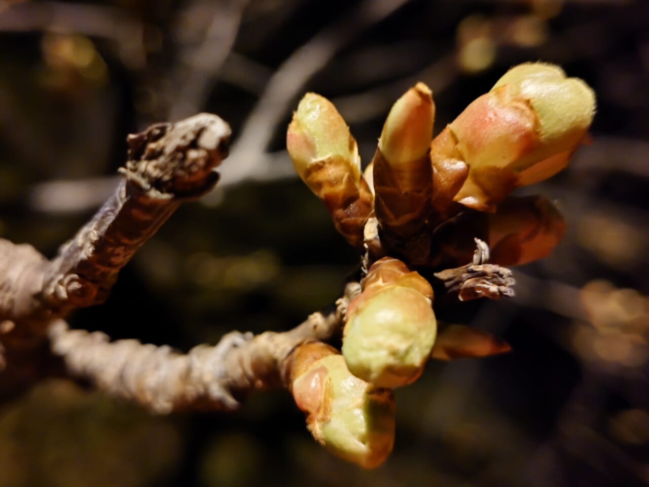 Xperia 10 VII夜間撮影