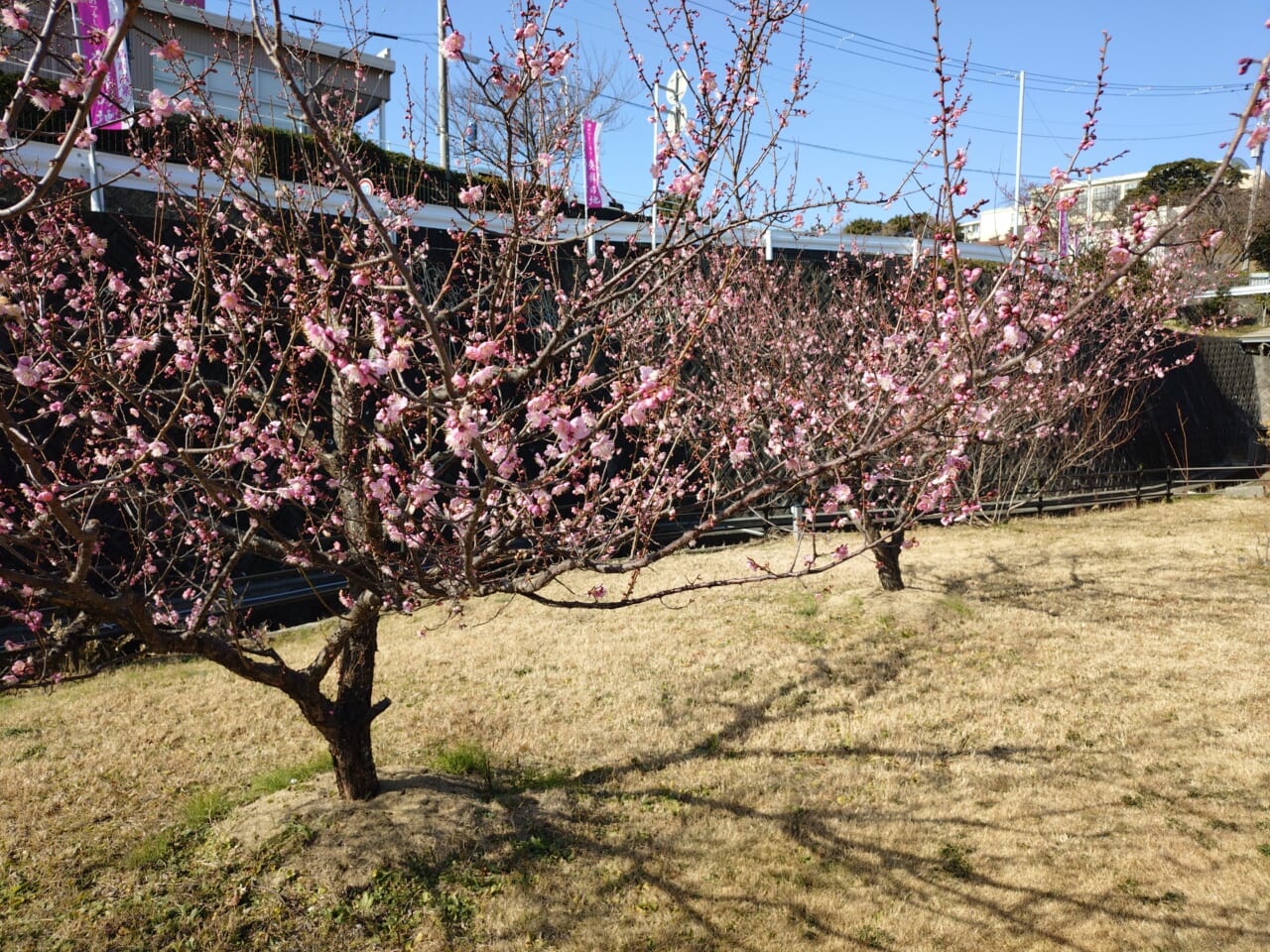 Xperia 10 VIIで撮影