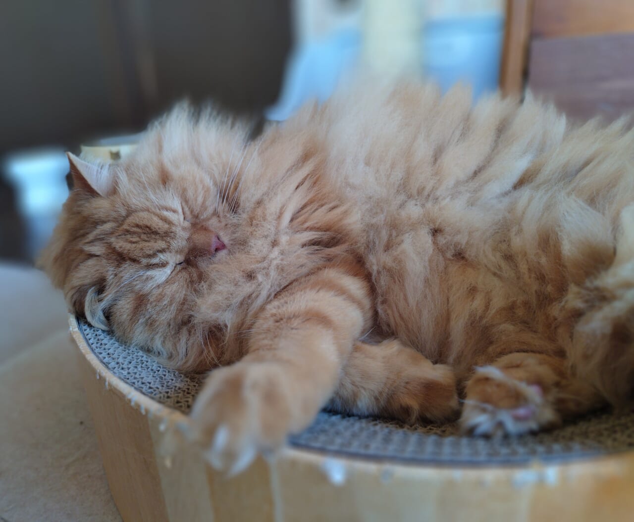 Xperia 10 VIIポートレート