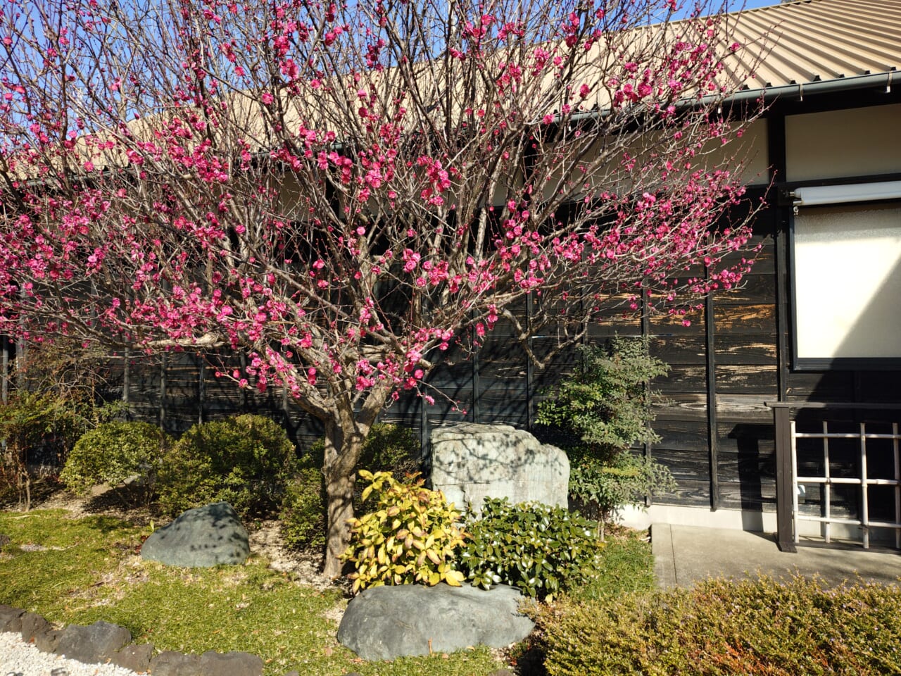 Xperia 10 VIIズーム写真