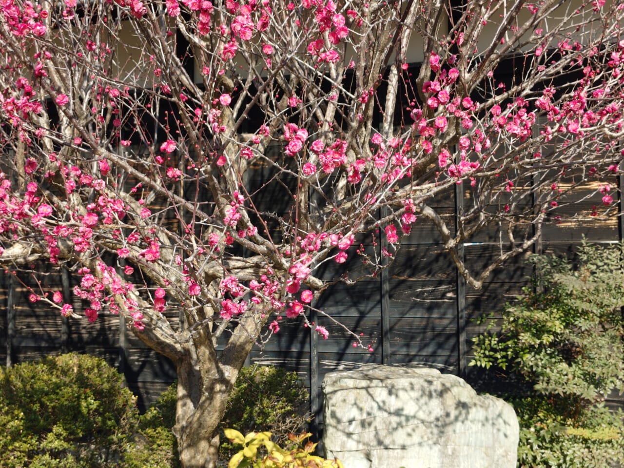 Xperia 10 VIIズーム写真