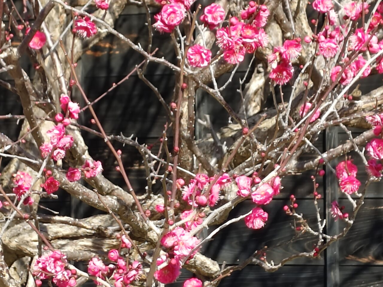 Xperia 10 VIIズーム写真