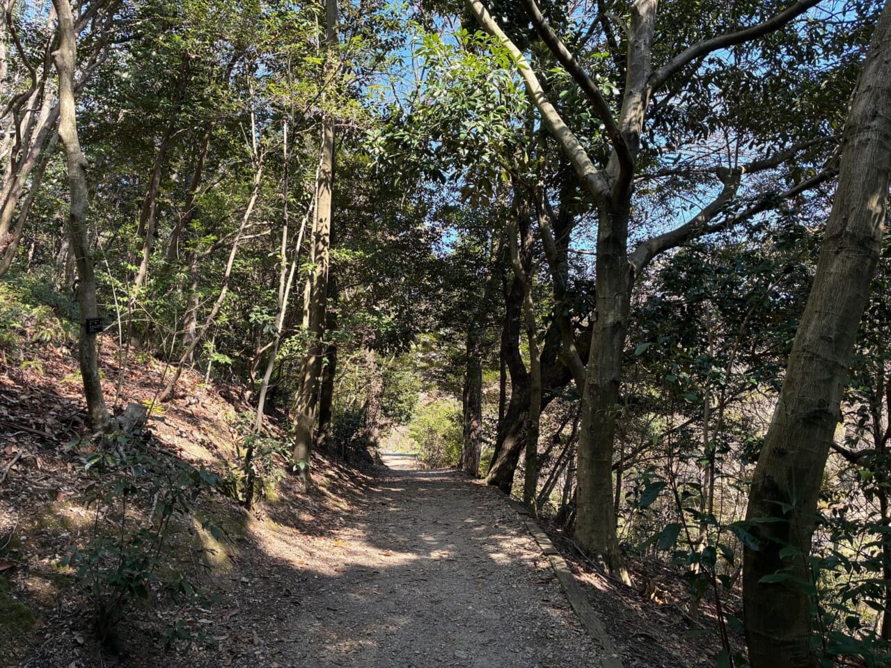 iPhone17eで撮影した写真